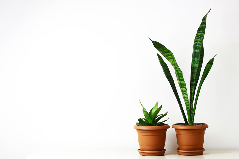 snake plant is a great addition for your home